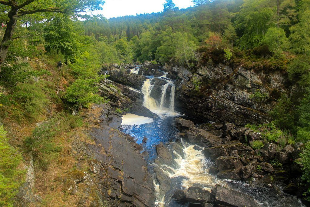 Roggie falls